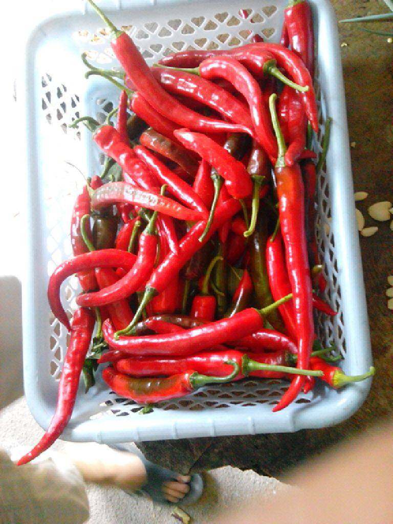 爆炒腊肉,<a style='color:red;display:inline-block;' href='/shicai/ 86663'>红辣椒</a>切块，<a style='color:red;display:inline-block;' href='/shicai/ 37'>姜</a>切丝，蒜切片