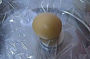 刺猬包 ,将芸豆沙分成30G大小的等份,蘸熟粉滚圆