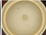 核桃仁豆渣包 ,将发酵好的面团取出,排气,分割,滚圆,盖保鲜膜松弛15分钟