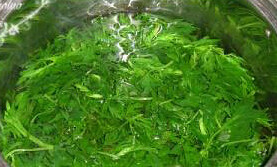 生煎清明饼,在冷水里揉洗干净,再焯一次水冷水冼净