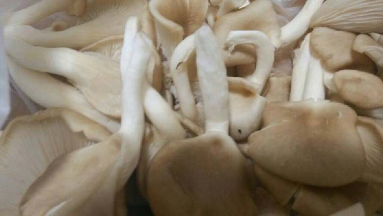 蚝油蘑菇青菜,锅入半锅水，加少许盐，少许油，<a style='color:red;display:inline-block;' href='/shicai/ 2914'>蘑菇</a>洗净撕小块焯熟出锅备用，<a style='color:red;display:inline-block;' href='/shicai/ 3517'>青菜</a>洗净切小块焯水备用