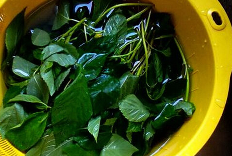陈皮五花肉盖国王菜,国王菜清水加少许盐浸泡10分钟后洗干