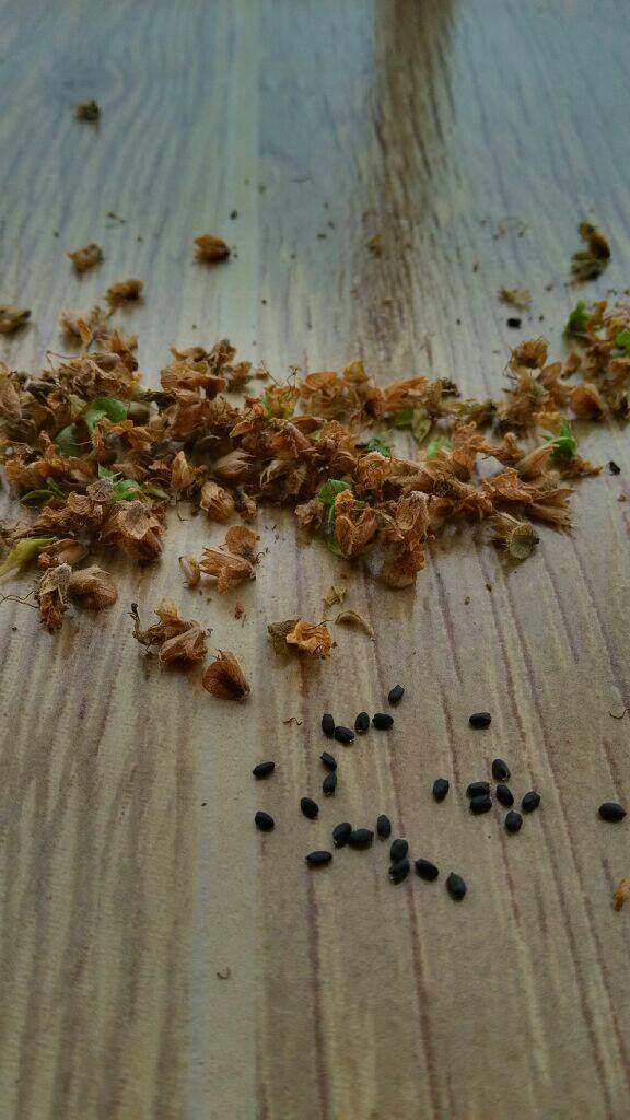 兰香子饮品,把己干的花撸下，晒干后用手搓出种子吹去种子的外衣