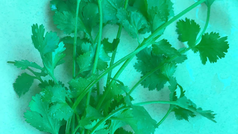 #闹元宵#蒜泥白肉,<a style='color:red;display:inline-block;' href='/shicai/ 131'>香菜</a>洗干净