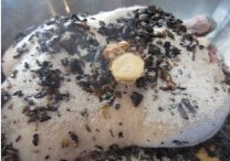 透味十三香红茶盐水鸭,从鸭子肚子里用小尖刀在肉上扎深口子方便入味。鸭子放入一个大盆,把炒香的腌料趁热往鸭子身上和肚子里抹匀