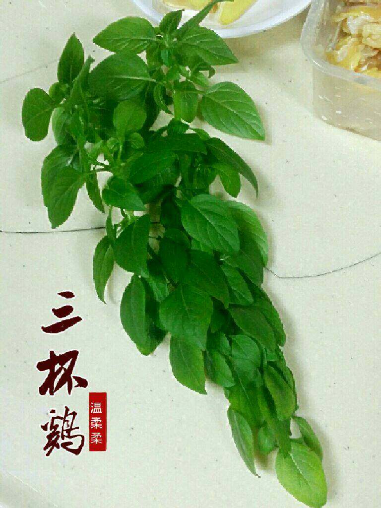台式三杯鸡,我用的是自家种的<a style='color:red;display:inline-block;' href='/shicai/ 141'>九层塔</a>。