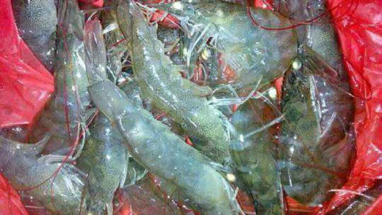 【花蛤炒牛奶】宝宝食谱2-6岁,准备好的<a style='color:red;display:inline-block;' href='/shicai/ 300'>虾</a>。