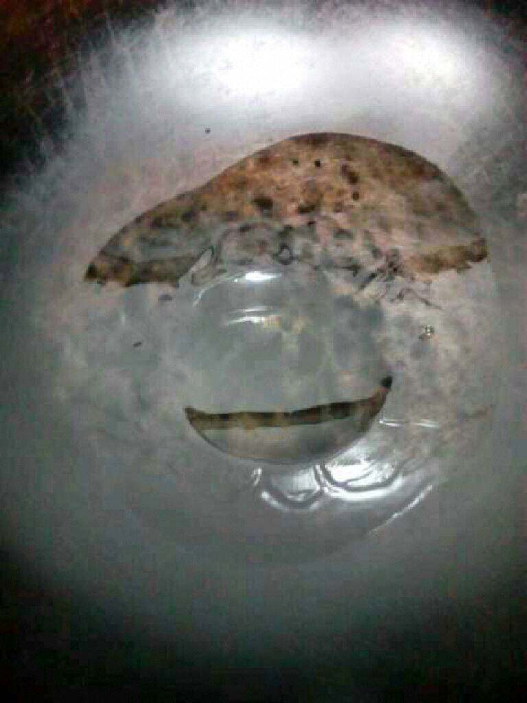 自制【可乐鸡翅】,锅里放适量油。