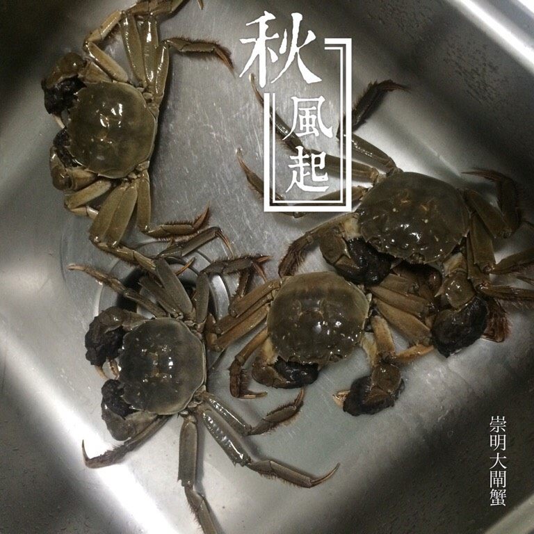 清蒸大闸蟹,如图<a style='color:red;display:inline-block;' href='/shicai/ 1734'>大闸蟹</a>放入水斗里养一会儿,抓住蟹壳两端用牙刷将蟹的各个部位刷干净;