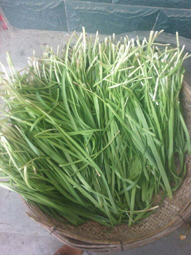 猪肉韭菜水饺,<a style='color:red;display:inline-block;' href='/shicai/ 116'>韭菜</a>洗好晾着