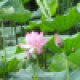 闻清ing