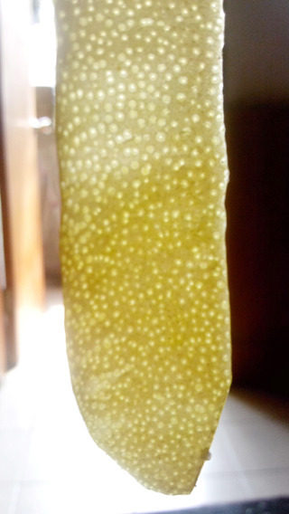 枸杞蜂蜜柚子茶,削<a style='color:red;display:inline-block;' href='/shicai/ 613'>柚子</a>皮,越薄越好,切丝后用盐水泡,时间越久越不会苦(泡3小时)