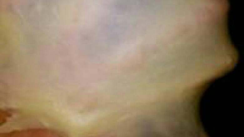 一步步教你面包的做法,4.检查一下出膜状态,如图就可以。