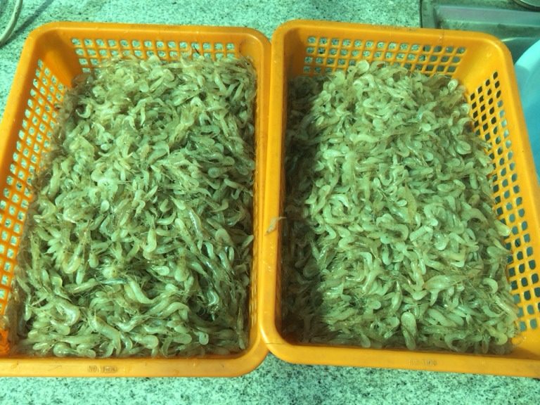 虾皮,1,如图:洗干净新鲜虾,沥干水水