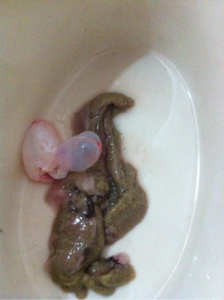 鲫鱼豆腐汤,2.我买的是母鲫鱼,有好多鱼籽,鱼泡洗干净切破,