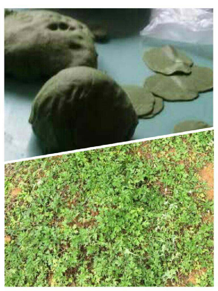 飘香“艾米果”,新鲜艾草叶采摘下来，洗净上锅入水蒸熟至软化，滤出艾叶水冷却后，加入<a style='color:red;display:inline-block;' href='/shicai/ 520'>糯米粉</a>和成面团，醒发后杆成饺子皮待用。