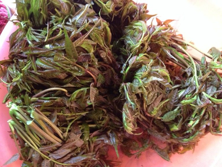 椿菜炒腊肉,如图椿菜洗干净切好