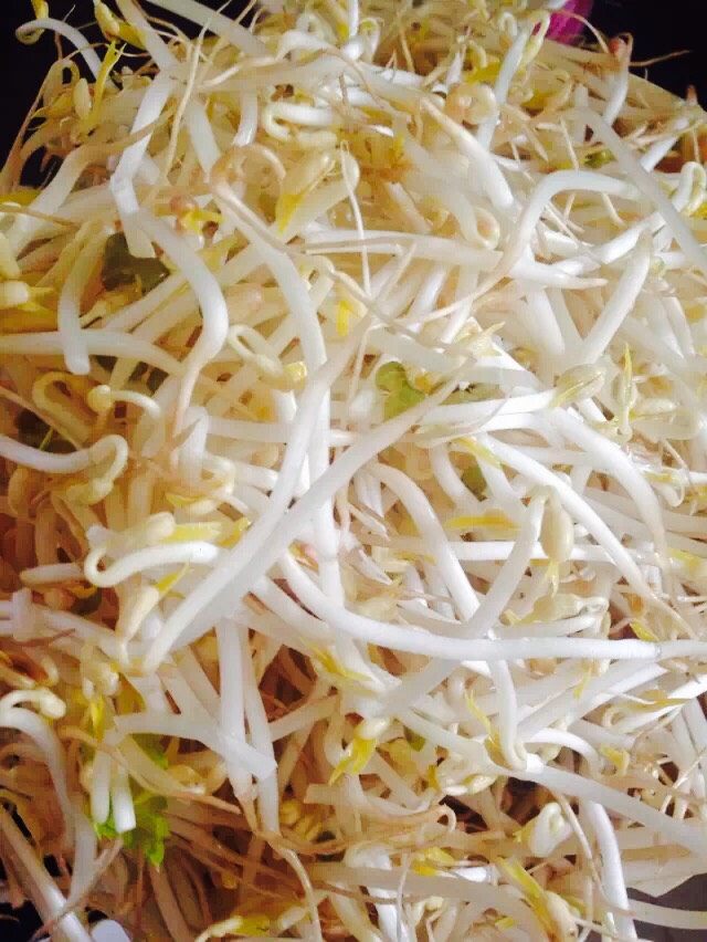 冬至鸽（超美味的）,豆芽洗净，下锅炒至断生捞起