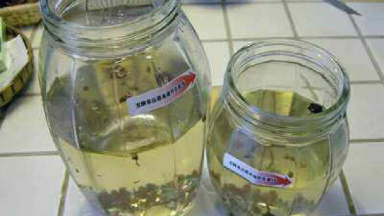 四川泡菜, 将冷却的盐水倒入泡菜坛子或密封罐中,水的量应该在泡菜坛子的2/3处。