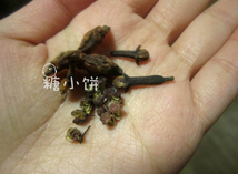 牙签豆腐干串儿,用到的香料：八角，丁香，花椒