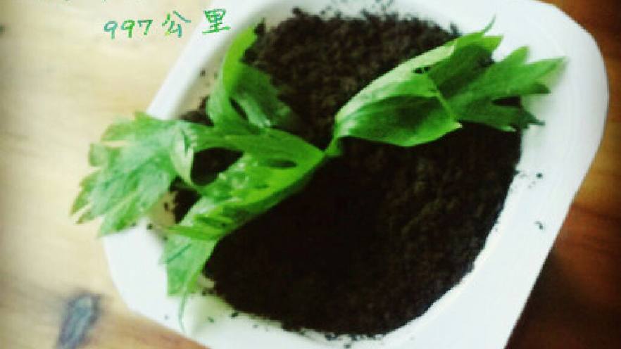≈酸奶盆栽≈