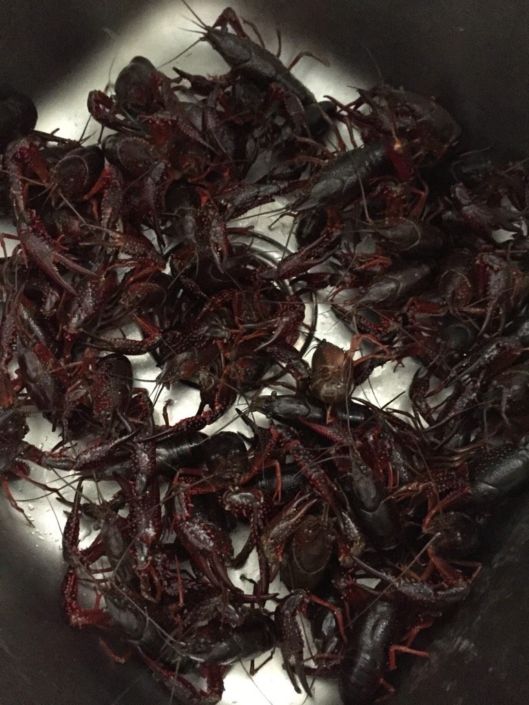武汉虾球(绝爱版),洗虾 取架 去筋(尾巴连着的)