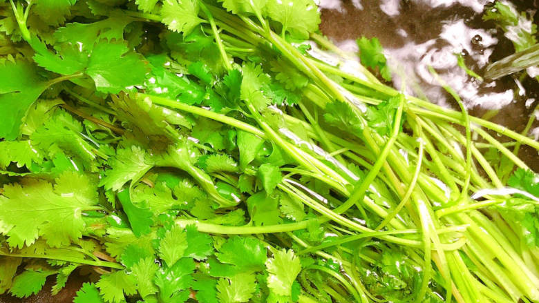 包菜猪肉饺子,<a style='color:red;display:inline-block;' href='/shicai/ 131'>香菜</a>洗干净