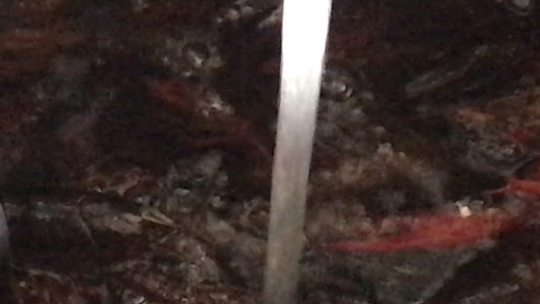 干煸小龙虾,<a style='color:red;display:inline-block;' href='/shicai/ 285'>小龙虾</a>买回家后,用清水4小时以上